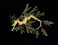 We drove 14 hours straight to find the leafy sea dragon. It was worth every minute of the drive. They really are the most incredible fish.  Watching them move so peacefully throughout their habitat is something I'll always remember.

 